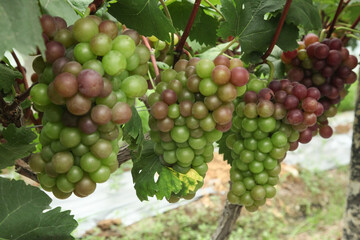 Ripening grape clusters on vineyard vines in Xinjiang China during harvest season with green and purple fruit