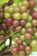 Colorful Grapes Ripening on Vine in Xinjiang Vineyard During Harvest Season