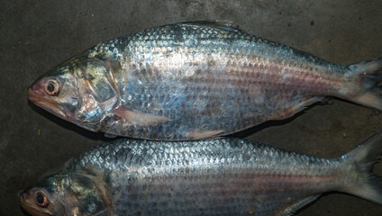 Hilsa (Tenualosa ilisha or Hilsa ilisha) or ilishi, hilsa herring or hilsa shad, is known as the 