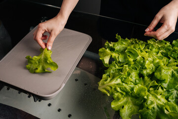 Close-up of female chef preparing fresh, homegrown green lettuce on cutting board, highlighting importance of healthy eating and embracing farm-to-table practices for nutritious meals.