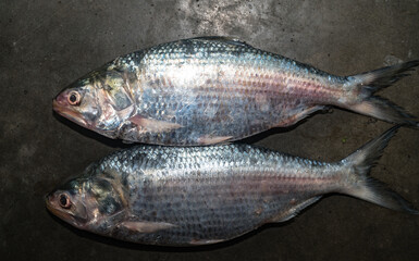 Hilsa (Tenualosa ilisha or Hilsa ilisha) or ilishi, hilsa herring or hilsa shad, is known as the 