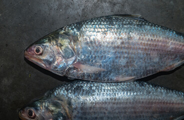 Hilsa (Tenualosa ilisha or Hilsa ilisha) or ilishi, hilsa herring or hilsa shad, is known as the 