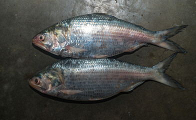 Hilsa (Tenualosa ilisha or Hilsa ilisha) or ilishi, hilsa herring or hilsa shad, is known as the 