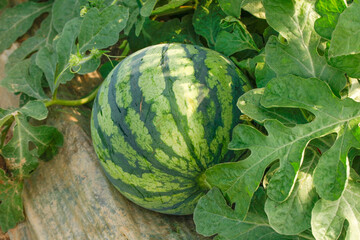 Ripe Watermelon Growing in Field Ready for Harvest - Fresh Summer Fruit in Agricultural Plantation