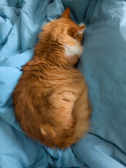 Ginger cat curled asleep on soft blue bedding top view