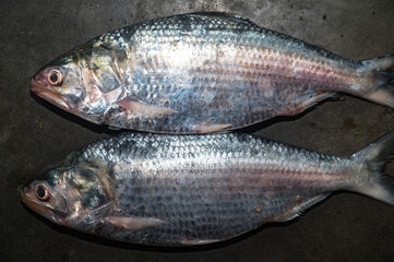 Hilsa (Tenualosa ilisha or Hilsa ilisha) or ilishi, hilsa herring or hilsa shad, is known as the 