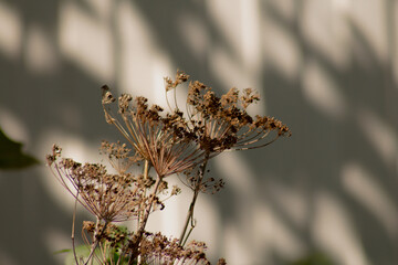 dill flowering in the garden, growing crops in agriculture