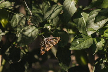dill flowering in the garden, growing crops in agriculture