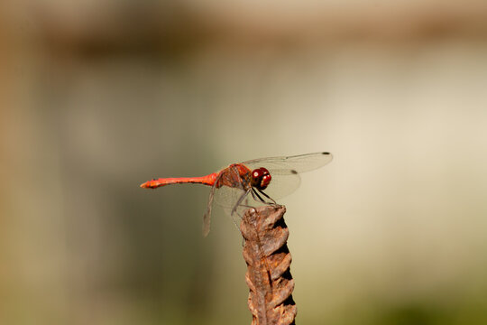 close up of a red dragonfly on a blur background