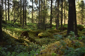 old green forest