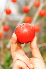Fresh Ripe Persimmon Fruit Handheld in Orchard - Autumn Harvest Agriculture Concept