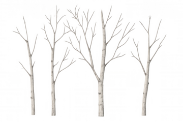 Four bare birch trees isolated on transparent background, perfect for winter or autumn designs