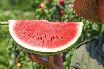 Farmer Holding Fresh Watermelon Slice in Orchard Garden