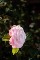 Pink camellia flower with green leaves on soft blurred background