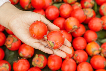 Fresh Shanxi Persimmons in Hand - Ripe Orange Asian Fruit Harvest Display