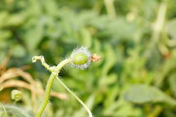 Watermelon Plant Tendril Curling in Garden - Fresh Green Vine Growth in Agricultural Field