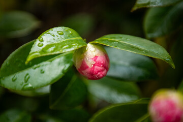 red rose bud