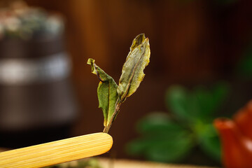 Dried White Tea Leaves on Bamboo Spoon - Traditional Longzhu Tea Preparation