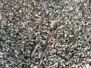 Dry Fallen Leaves Covering the Ground in Natural Outdoor Environment