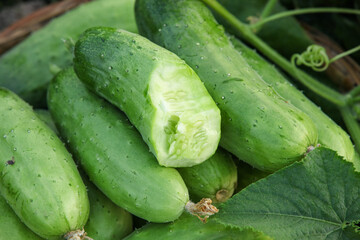 Fresh Picked Green Cucumbers with White Flesh Cut in Half Showing Seeds and Interior