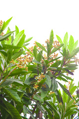 Loquat Tree with Green Leaves and Flowers Blooming Outdoors in Natural Garden Setting