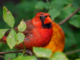 Roter Kardinal