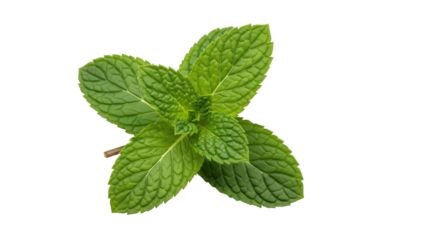 Isolated Spearmint sprig with green leaves on a neutral surface; fresh culinary herb