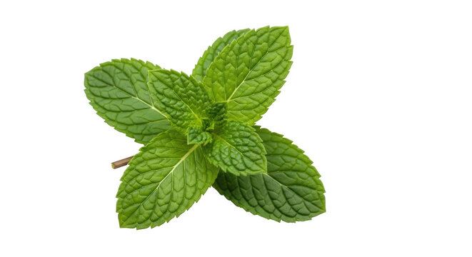 Isolated Spearmint sprig with green leaves on a neutral surface; fresh culinary herb