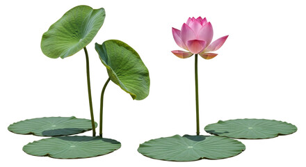 Isolated lotus flower with pads and leaves, aquatic plant in pond for garden decoration