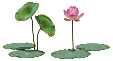 Isolated lotus flower with pads and leaves, aquatic plant in pond for garden decoration