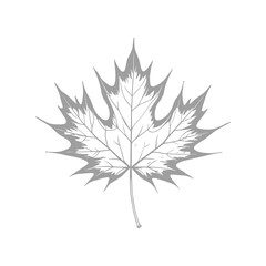 Detailed Hand-Drawn Maple Leaf Illustration
