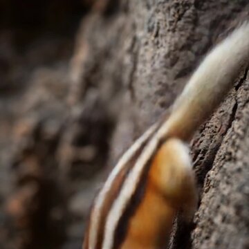 Chipmunk on tree trunk