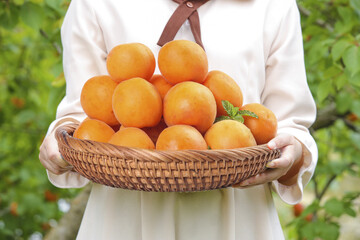 Hand holding big basket of yellow apricots with fresh fruit harvest in garden