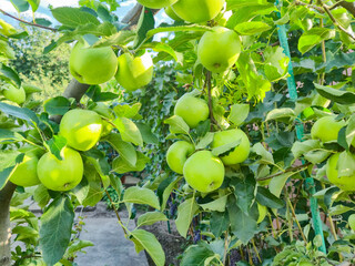Ripe green apples on a tree in a garden. Apple tree