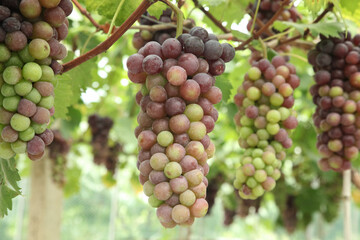 Purple Grapes Hanging on Vineyard Vines in Xinjiang During Harvest Season