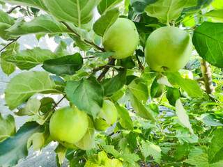 Ripe green apples on a tree in a garden. Apple tree