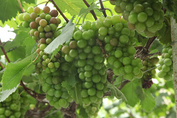 Green Grape Clusters on Grapevine in Xinjiang Vineyard Before Harvest Season