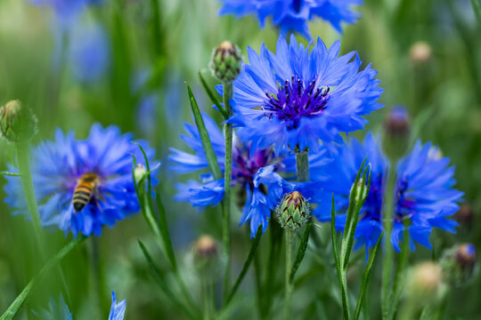 Centaurea cyanus colorful flowers in a n ornamental garden