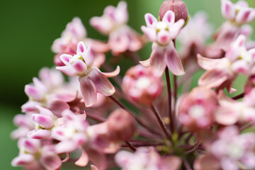 Common milkweed Asclepias Syriaca is blossoming