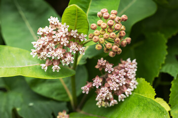 Asclepias syriaca. Green flower buds of a common milkweed