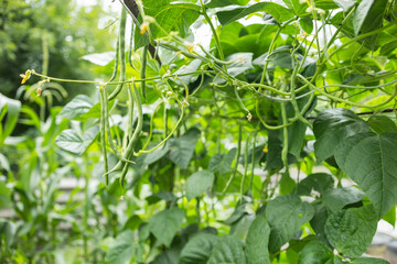 Cowpea Vigna unguiculata in the garden