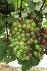 Fresh Grapes Ripening on Vine in Xinjiang Vineyard Production Area Ready for Sweet Harvest Season