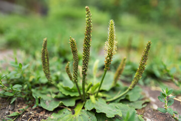 Plantain flowering plant with green leaf. Plantago major leaves and flowers broadleaf plantain,