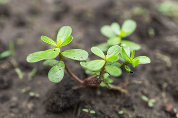 Purslane Portulaca oleracea, close-up in sunny outdoor.