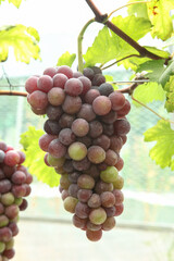 Fototapeta premium Purple Grapes Hanging on Vine in Xinjiang Vineyard During Harvest Season