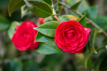 Close-up of a vibrant red camellia flower in full bloom with glossy green leaves, captured outdoors in natural light.