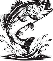 Largemouth bass jumping from water splash fish leaping