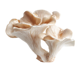 Fototapeta premium Two pale beige mushrooms, delicate, and overlapping
