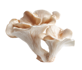 Two pale beige mushrooms, delicate, and overlapping