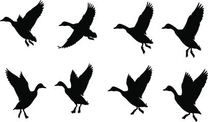 Silhouettes of ducks flying and landing with wings spread, isolated on white background, ideal for wildlife, nature, hunting, or bird illustration concepts.